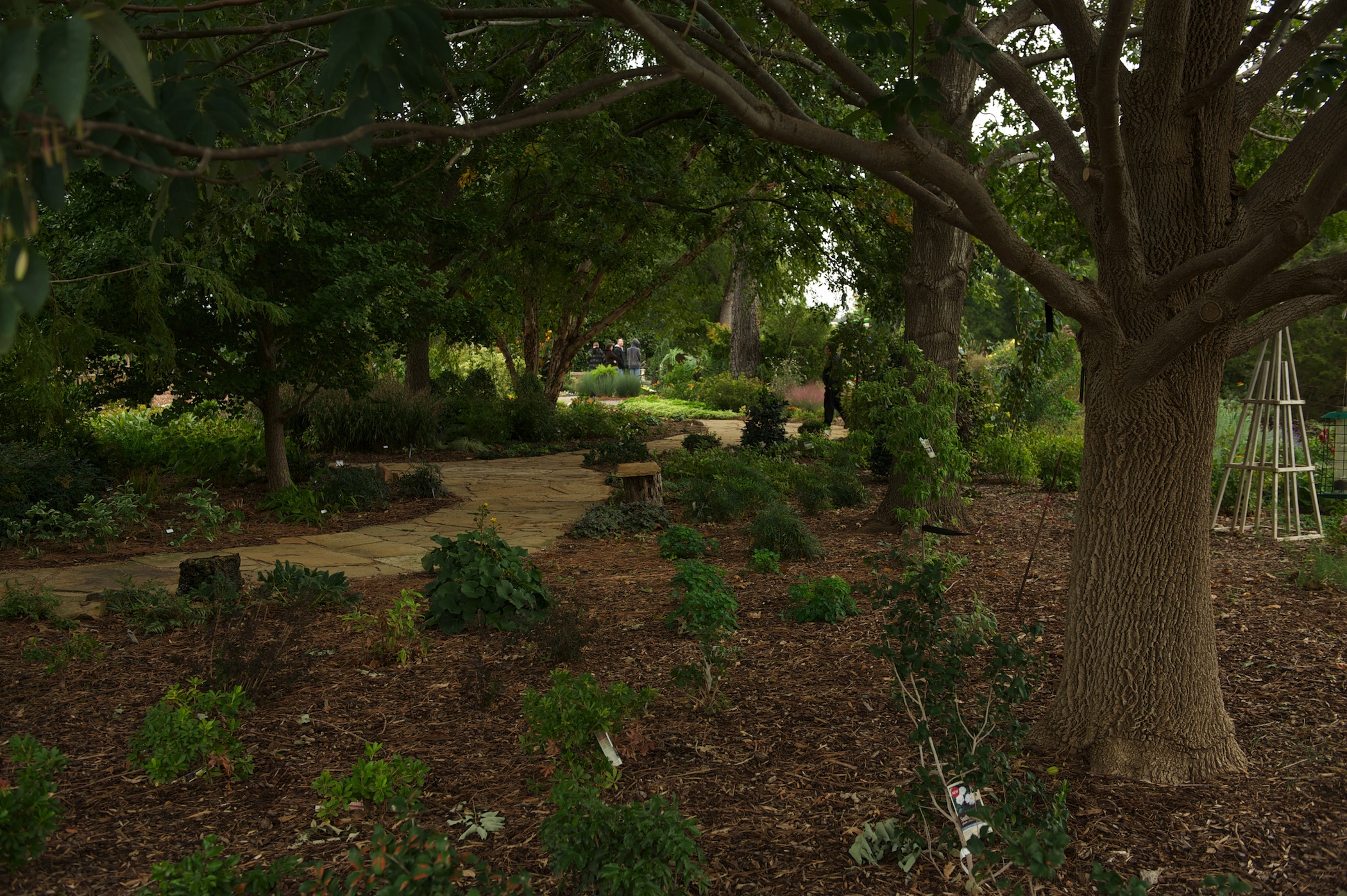 Mulch in the garden